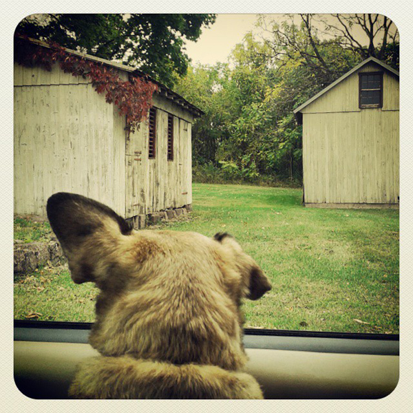 Eleanor, who loves to go for car rides - one of 8 picks for this week's Friday Favorites