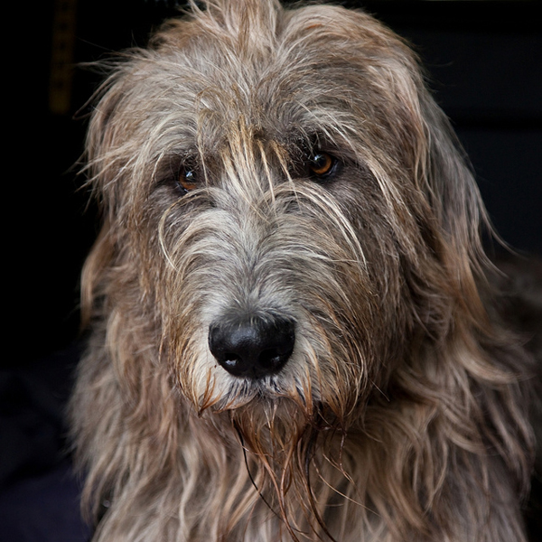 a gentle Irish wolfhound - one of 8 picks for this week's Friday Favorites