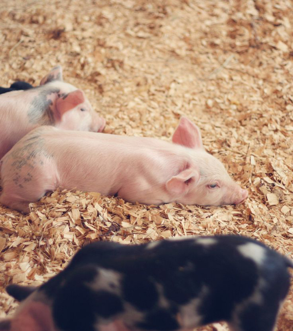 adorable piglets -- one of 8 picks for this week's Friday Favorites