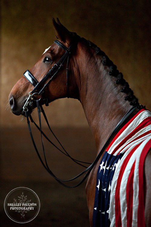an absolutely beautiful horse draped with a flag - one of 8 picks for this week's Friday Favorites