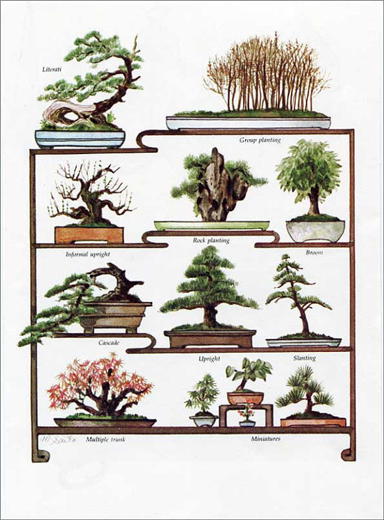 an illustrated collection of bonsai trees - one of 8 picks for this week's Friday Favorites