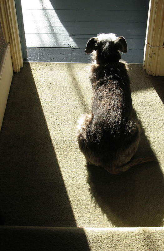 a sweet dog, basking in the sun - one of 8 picks for this week's Friday Favorites