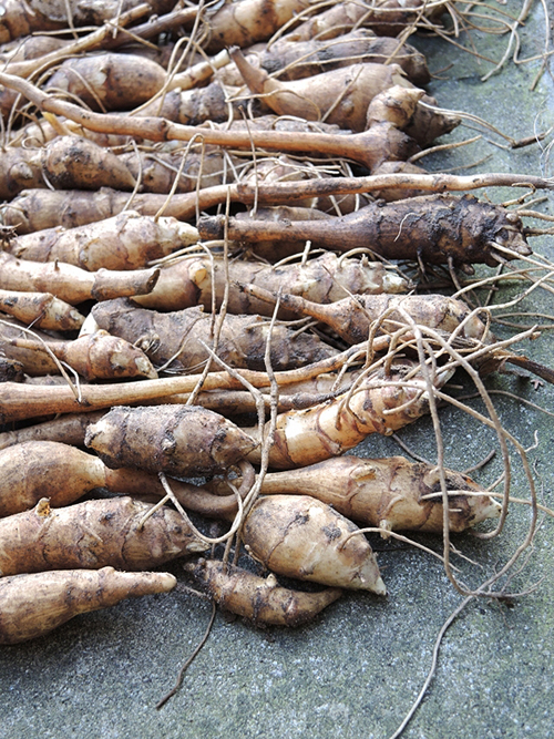 a gorgeous photograph of nature's bounty - one of 8 picks for this week's Friday Favorites