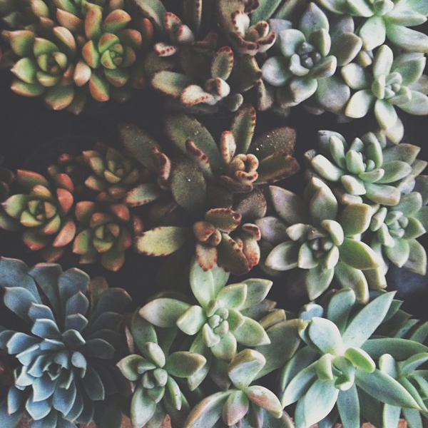 the variety and easy care of sedums - one of 8 picks for this week's Friday Favorites