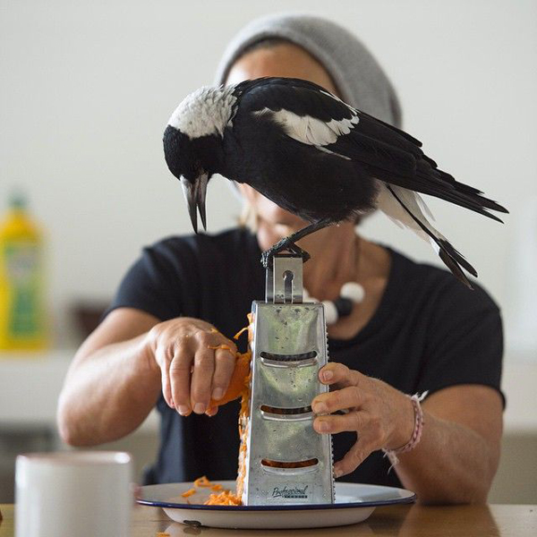 helping with the cooking -- such a heartwarming story of Penguin the Magpie