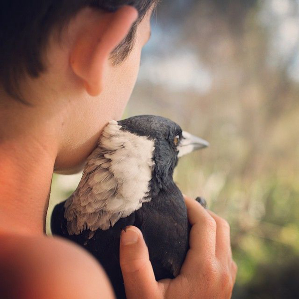 we see more this way -- such a heartwarming story of Penguin the Magpie