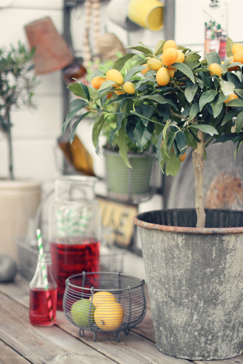 wishing for a lemon tree - one of 8 picks for this week's Friday Favorites