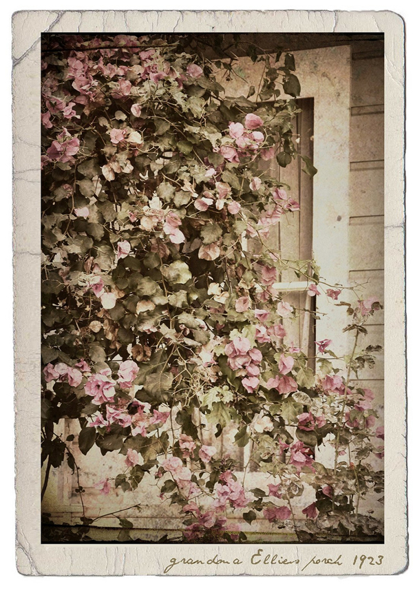 a beautiful image of the flowers decorating her grandma's porch - one of 8 picks for this week's Friday Favorites
