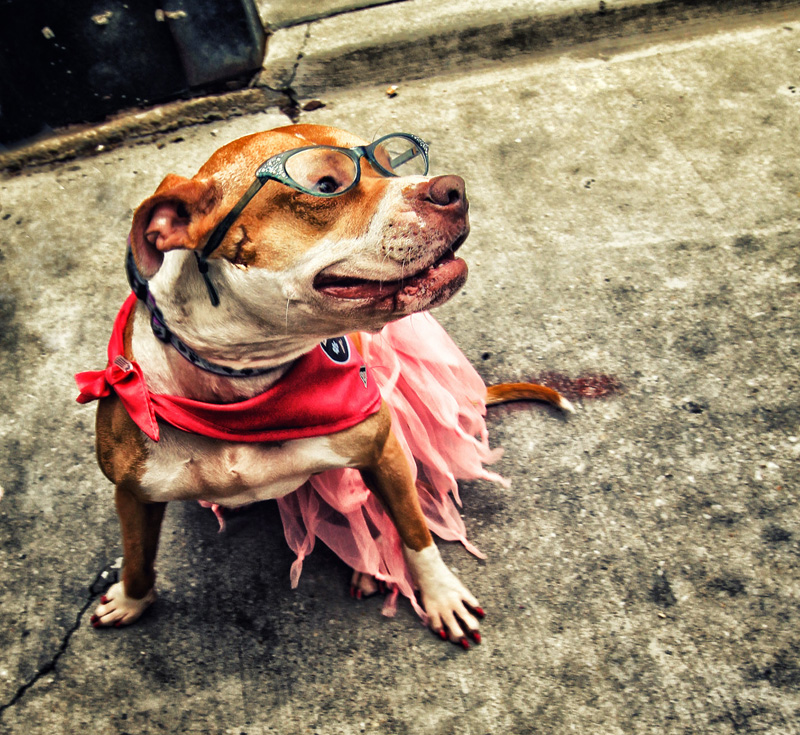 a dog named Strawberry all dressed up for a Honfest celebration - see more CUTE dogs in costumes at Living Vintage