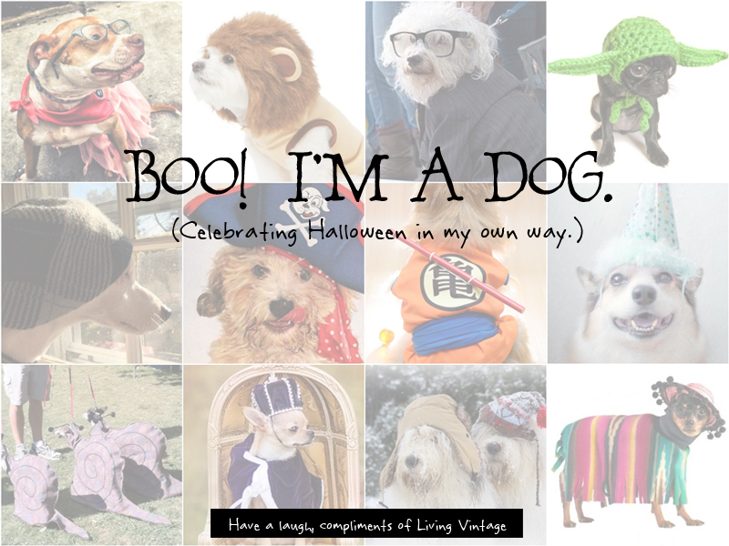Boo. I'm a dog. (Celebrating Halloween by showcasing 12 hilarious dog costumes)