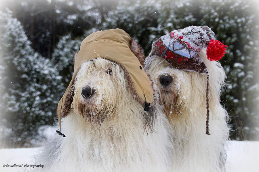 snow dogs - see more funny pet costumes at Living Vintage