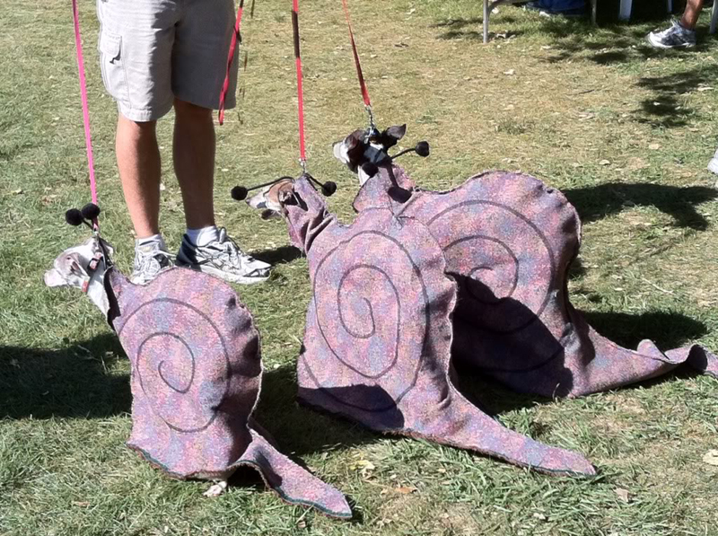 Italian greyhounds dressed as snails - see more funny dogs in costumes at Living Vintage