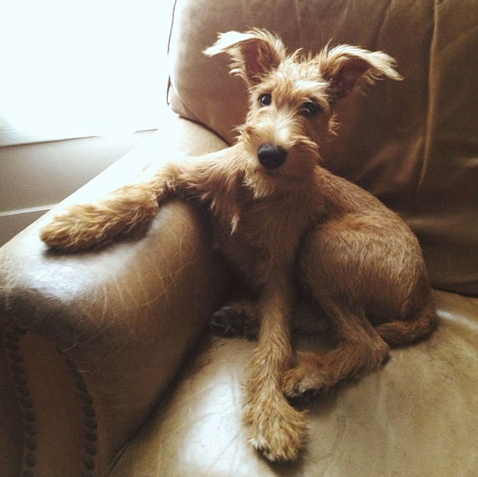 Such a darling dog! Love his ears! - one of 8 picks for this week's Friday Favorites