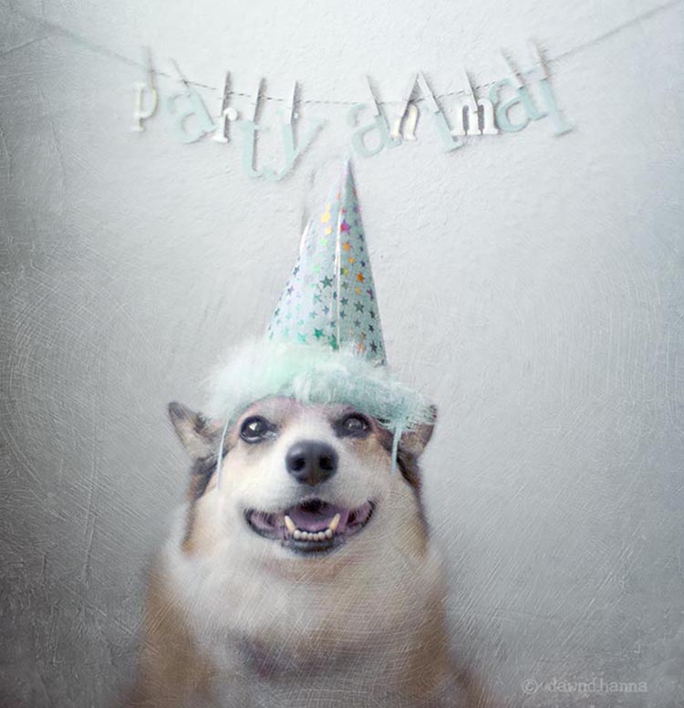 a delighted party animal - see more adorable dogs in costuems at Living Vintage