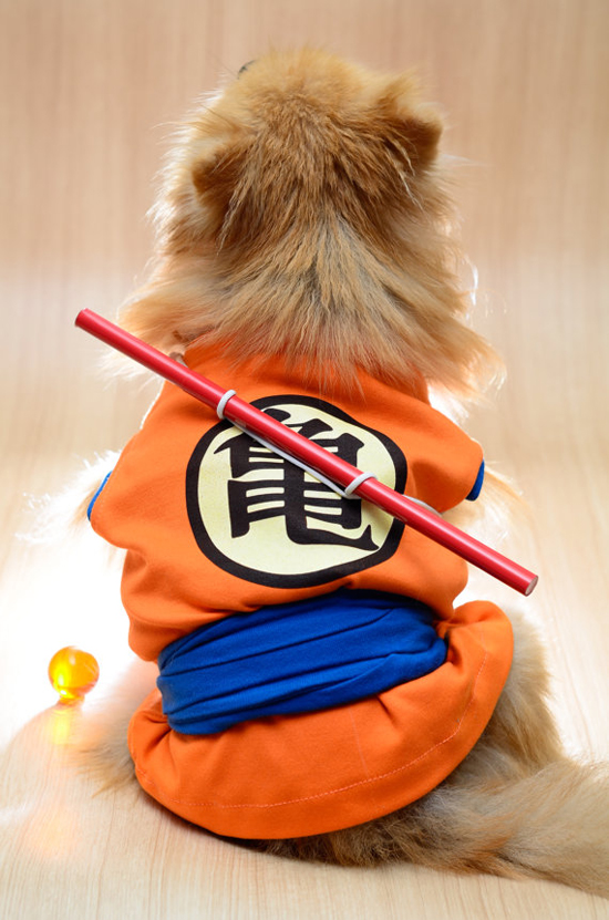 a martial arts aficionado - see more CUTE dogs in costumes at Living Vintage