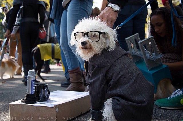 a professionally dressed dog - see more CUTE dogs in costumes at Living Vintage