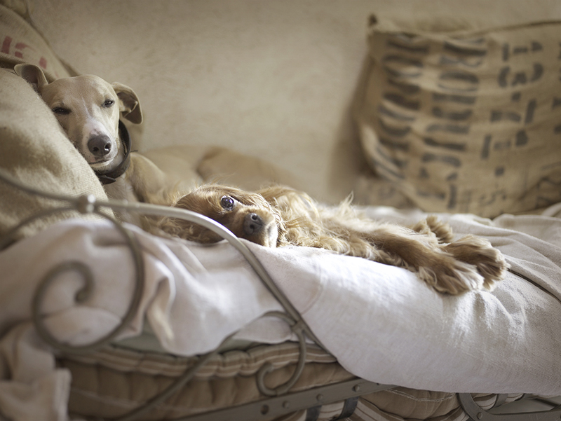 adorably content puppies, Dazzie and Corianda - one of 8 picks for this week's Friday Favorites