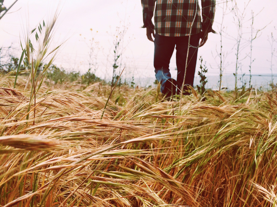 When I saw this image I immediately thought of Sting's song, "Fields of Gold" - one of 8 picks for this week's Friday Favorites