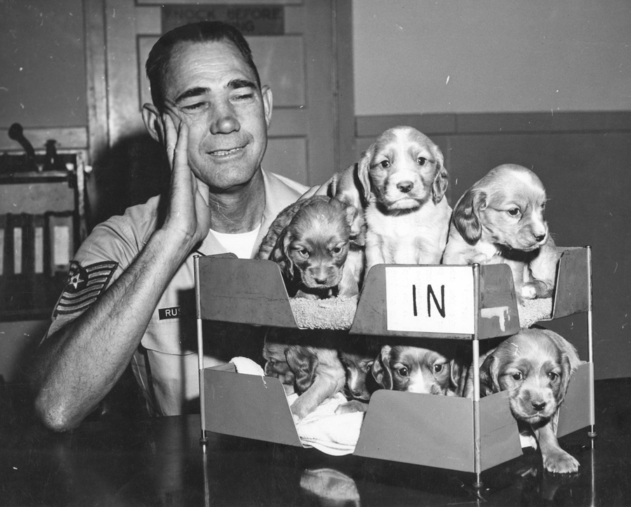 an in-box full of puppies during World War II