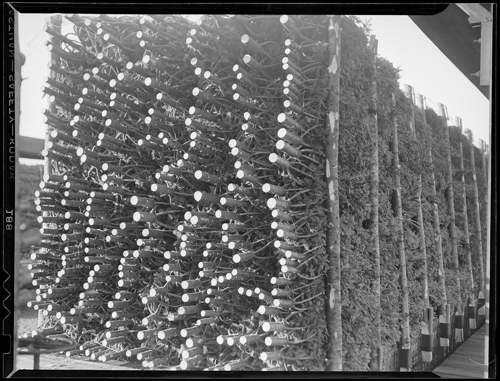 Christmas trees arriving by rail in 1940 - one of 8 picks for this week's Friday Favorites