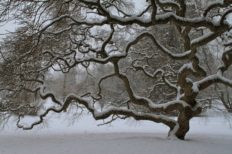 a gorgeous image of a japenese maple tree, decorated with snow -- one of 8 picks for this week's Friday Favorites