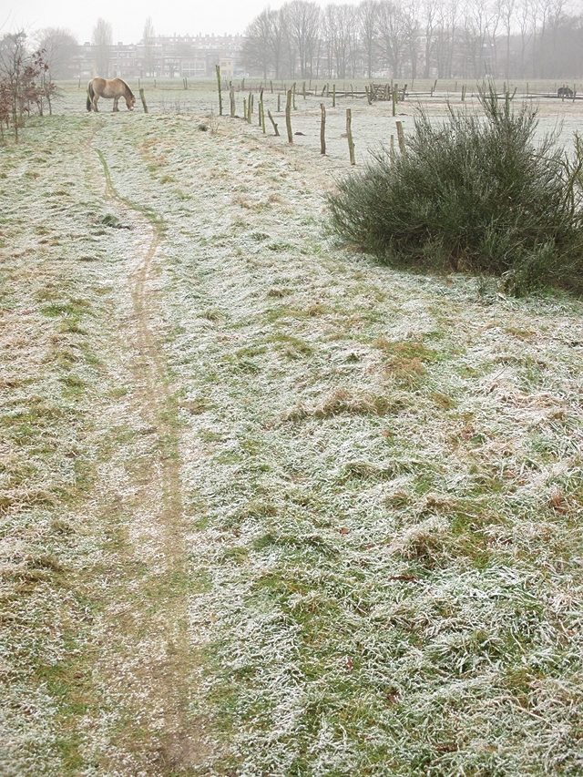 a beautiful shot of a frosty horse pasture - one of 8 picks for this week's Friday Favorites