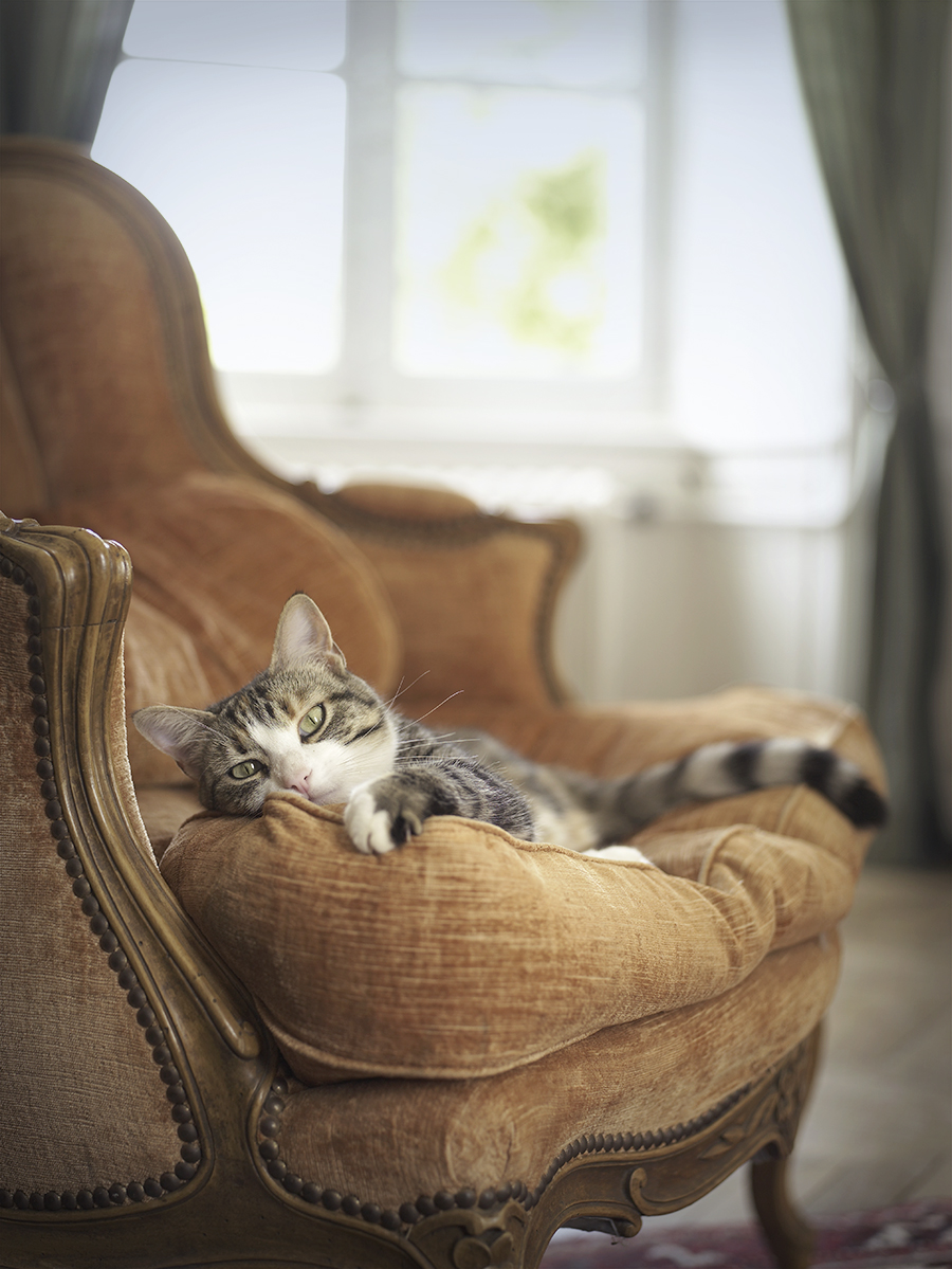 an adorable and content kitty on a chair I'd love to own - one of 8 picks for this week's Friday Favorites