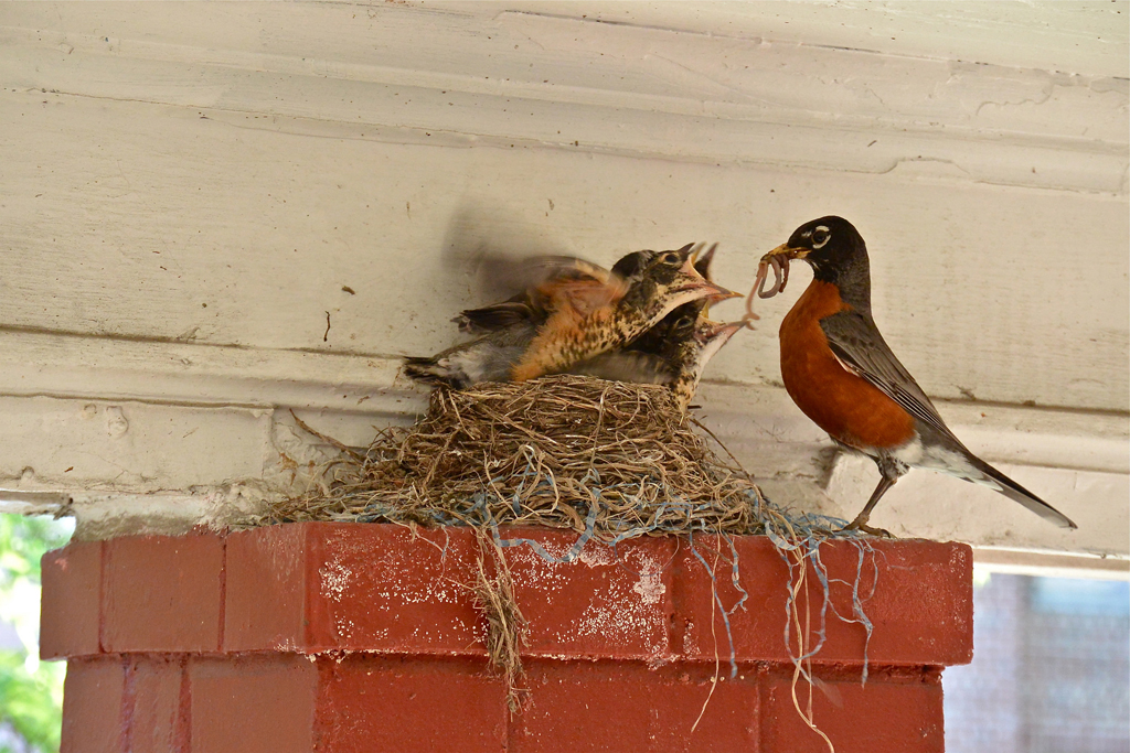 a precious image of a robin feeding her hungry babies - one of 8 picks for this week's Friday Favorites