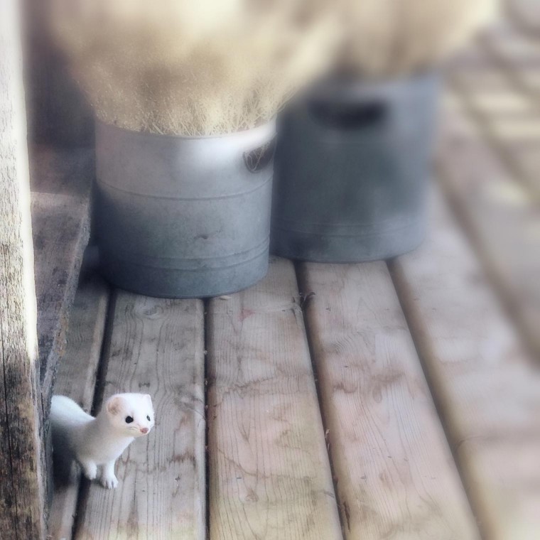 an adorable little visitor - one of 8 picks for this week's Friday Favorites