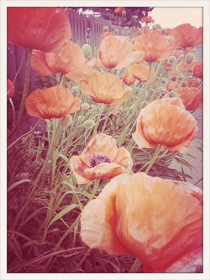 beautiful poppies (one of my favorite flowers) - they look like they're made out of tissue paper! - one of 8 picks for this week's Friday Favorites