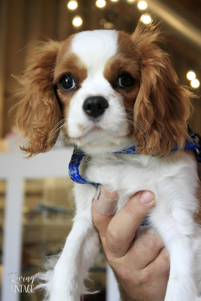 A King Charles Spaniel puppy. So adorable.