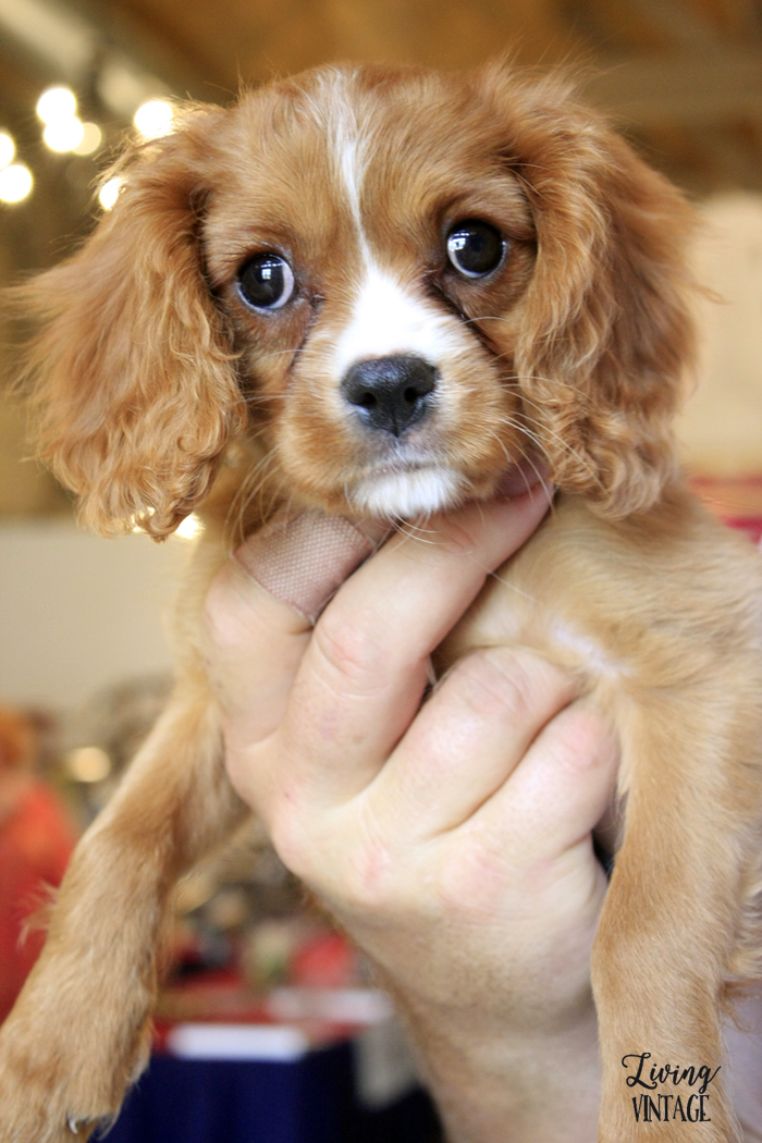 Check out this adorable King Charles Spaniel puppy we spotted in Round Top