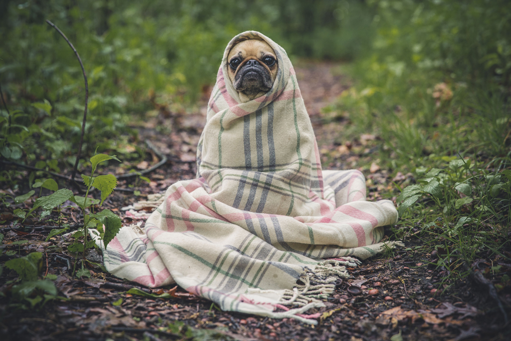 a hilarious portrait of a beloved dog - one of 8 picks for this week's Friday Favorites