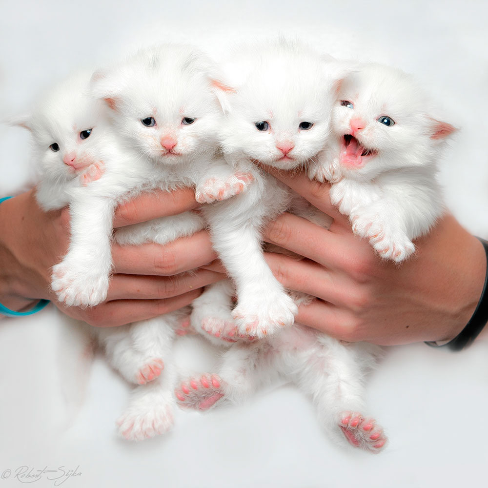 adorable kitties - one of 8 picks for this week's Friday Favorites
