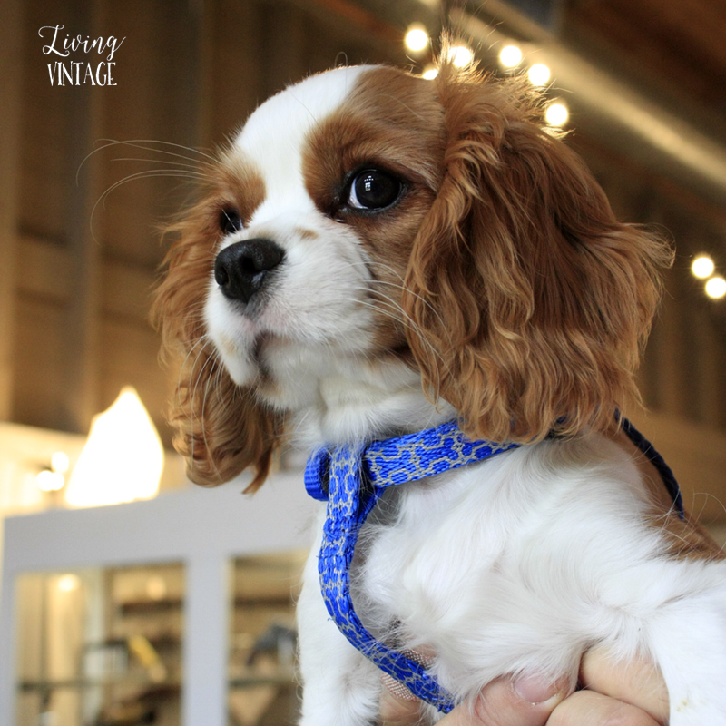 an adorable King Charles Spaniel