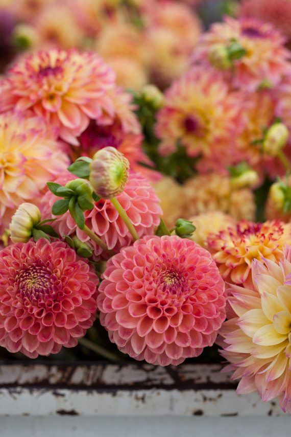 gorgeous, vibrant pink dahlias - one of 8 picks for this week's Friday Favorites