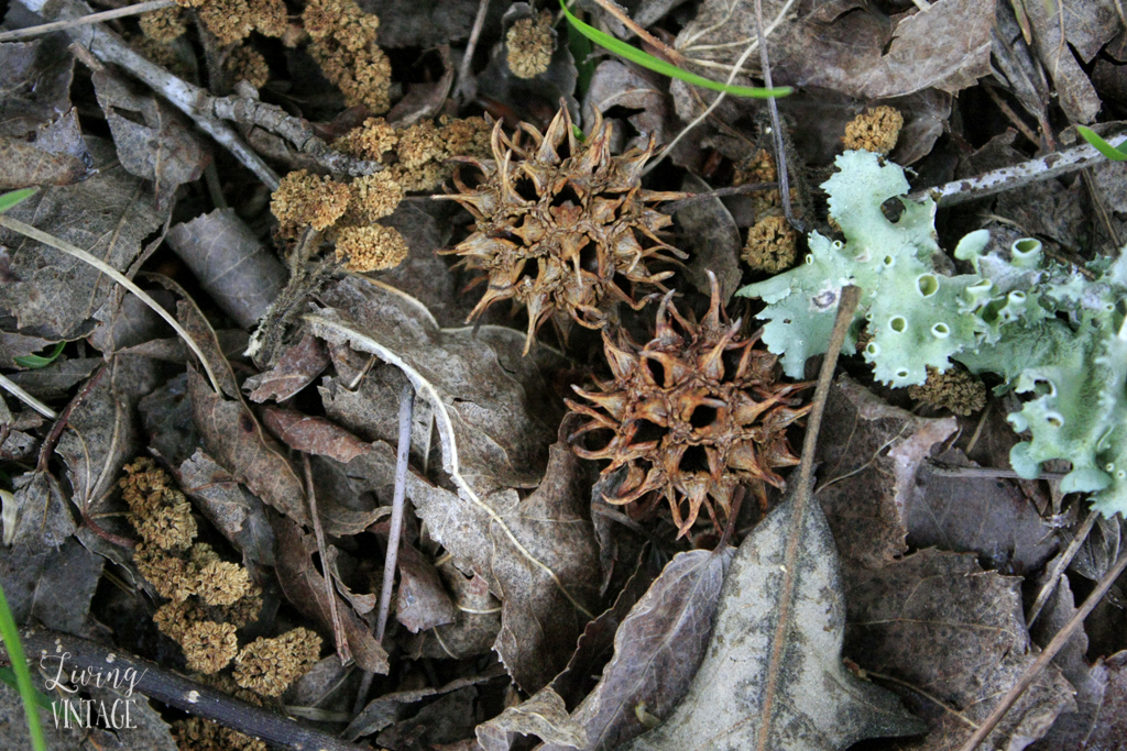 the pods that fall from our sweet gum tree