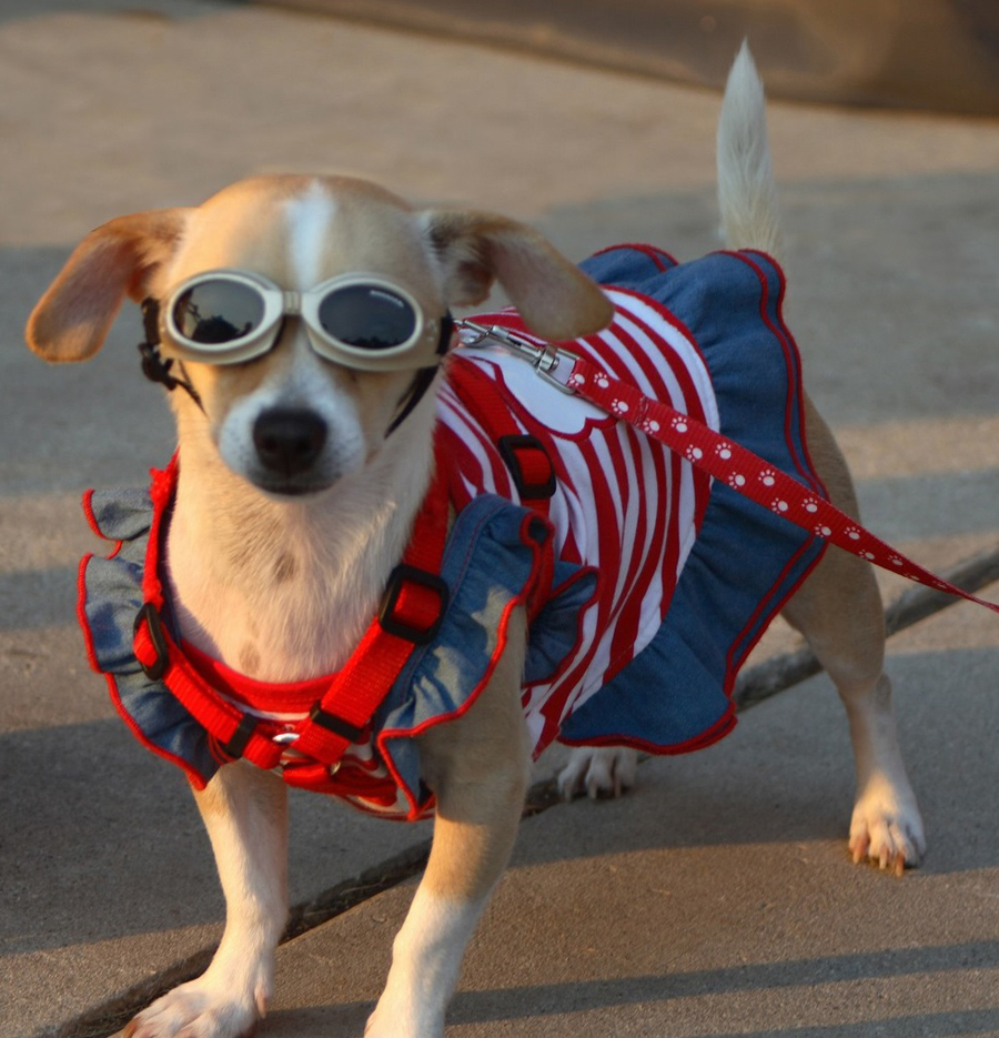 a patriotic pooch - one of 8 picks for this week's Friday Favorites