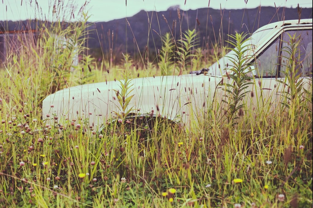 hiding in the weeds - one of 8 picks for this week's Friday Favorites