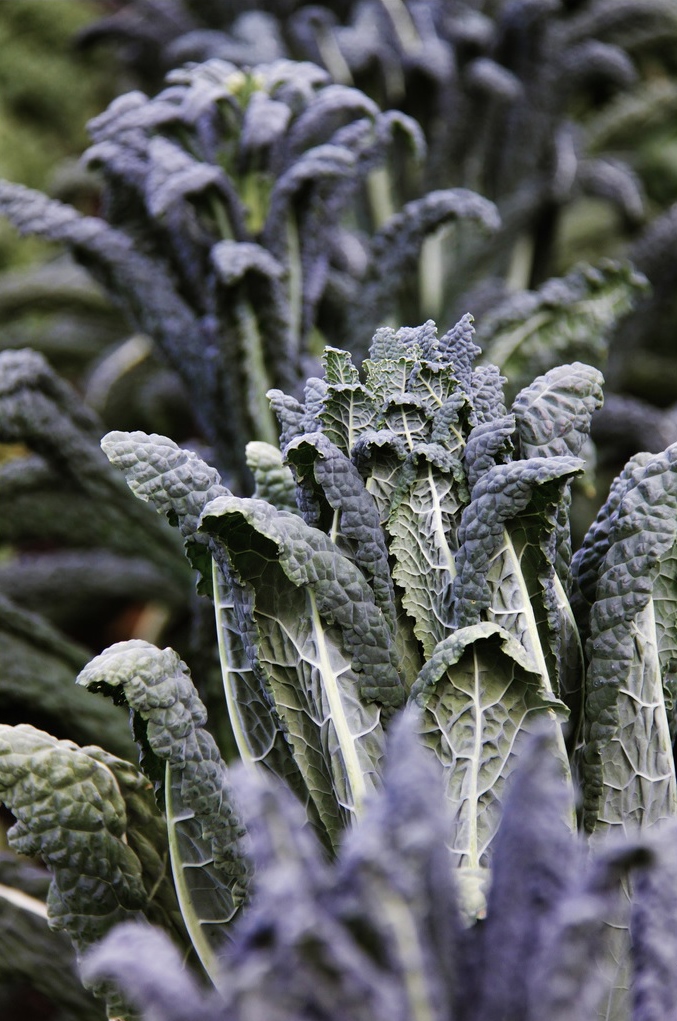 pretty purple hues in a vegetable garden - one of 8 picks for this week's Friday Favorites