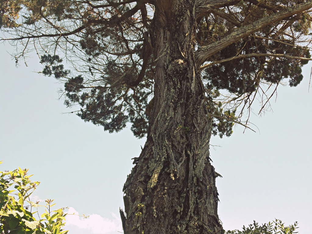 an old cedar tree, gnarled and beautiful - 1 of 8 picks for this week's Friday Favorites