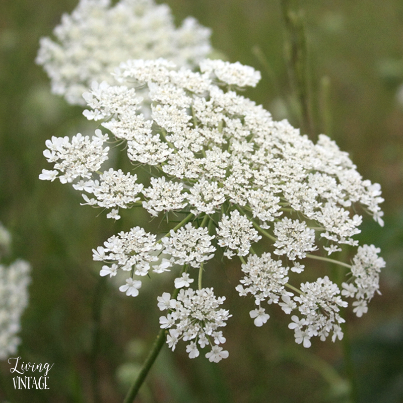 pretty wildflowers -- wild yarrow I think?