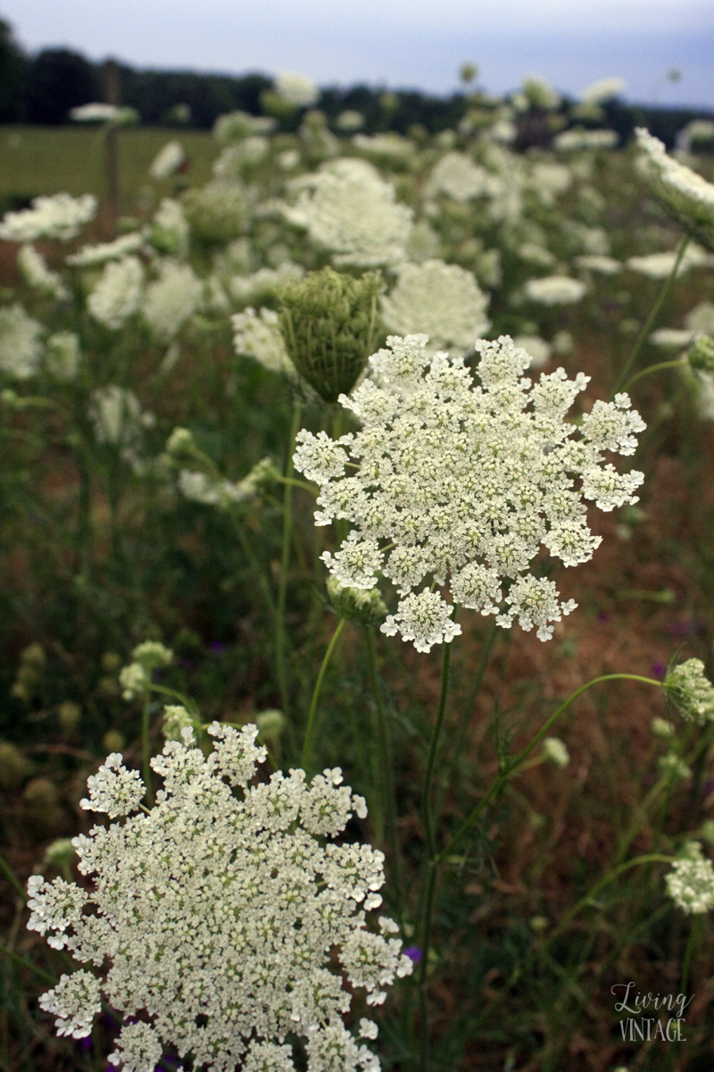 pretty wildflowers -- wild yarrow I think?