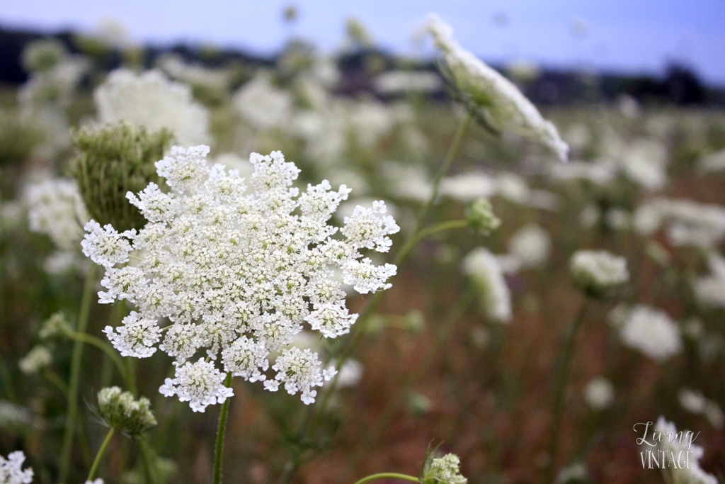 pretty wildflowers -- wild yarrow I think?