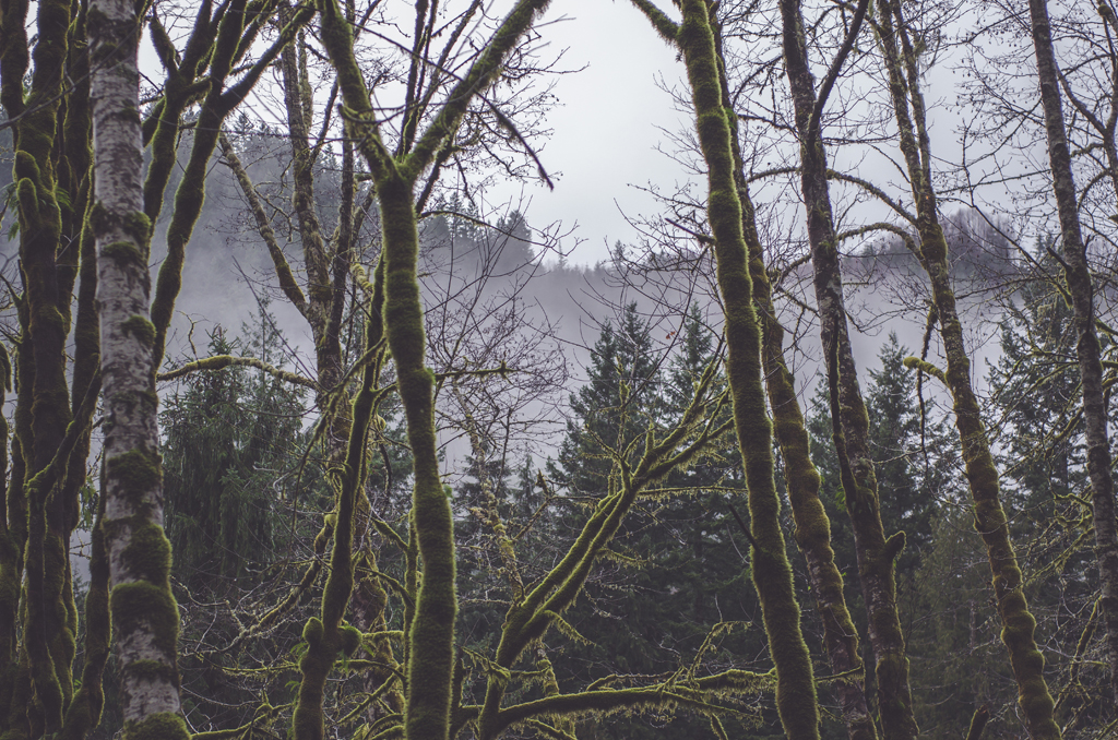 a purple fog and moss on the trees - 1 of 8 picks for this week's Friday Favorites