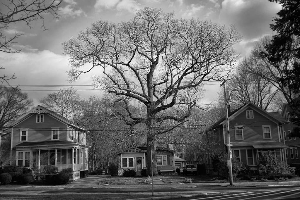 the best tree on the block - 1 of 8 picks for this week's Friday Favorites