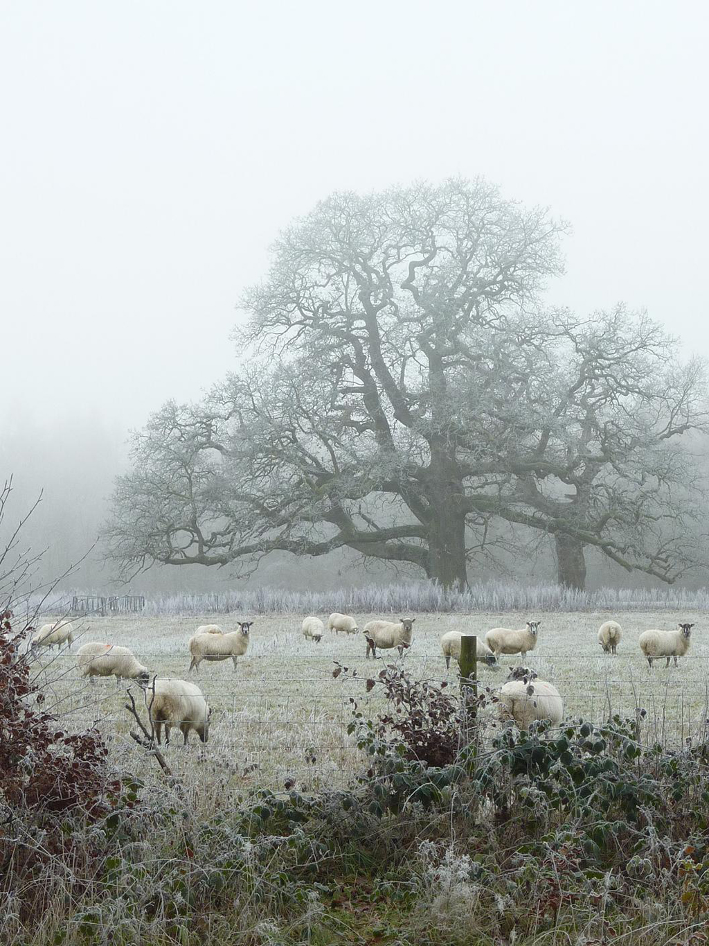 adore this foggy morning photograph