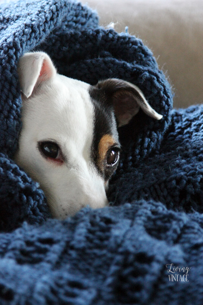 Kacy, the little Jack Russell who loves to burrow