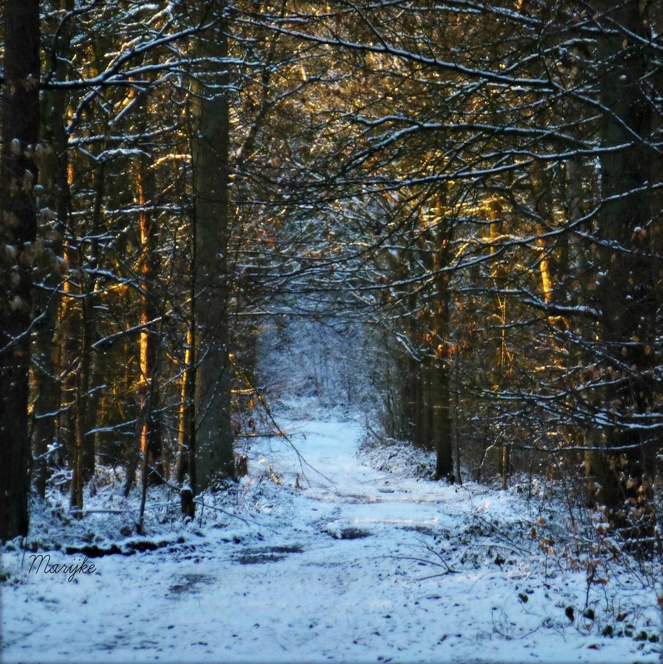 golden morning light - 1 of 8 picks for this week's Friday Favorites