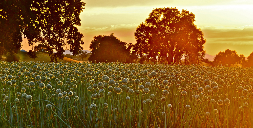 onions pay homage to the setting sun - 1 of 8 picks for this week's Friday Favorites